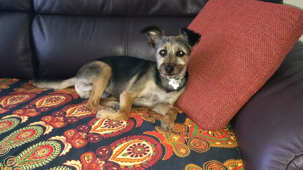 any owners of border/cairn or jack russell terriers?