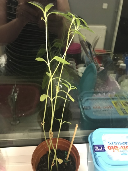 What is this plant?