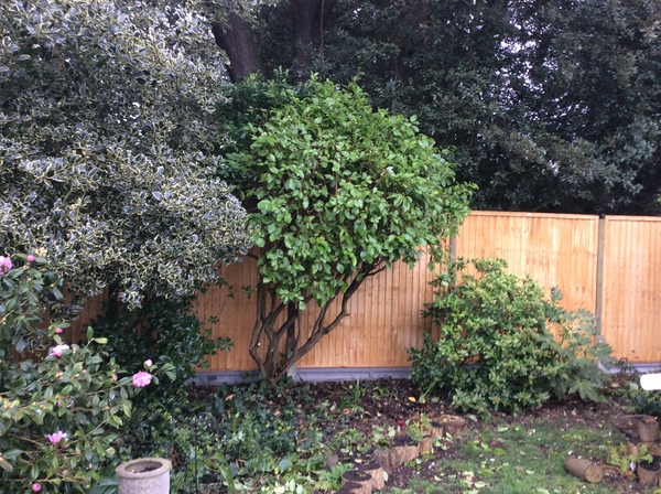Giving the neighbour the 'nice' side of the fence
