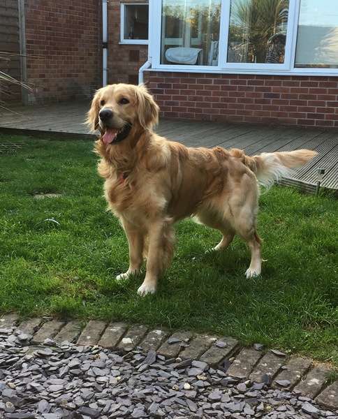 Calling all Golden Retriever owners....