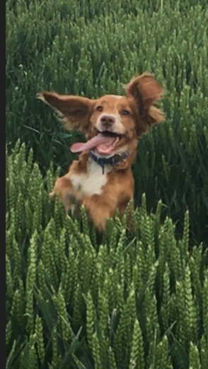 Puppy Survival Thread Part 6