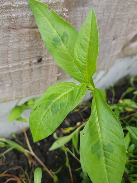 What's this taking over my flower bed?