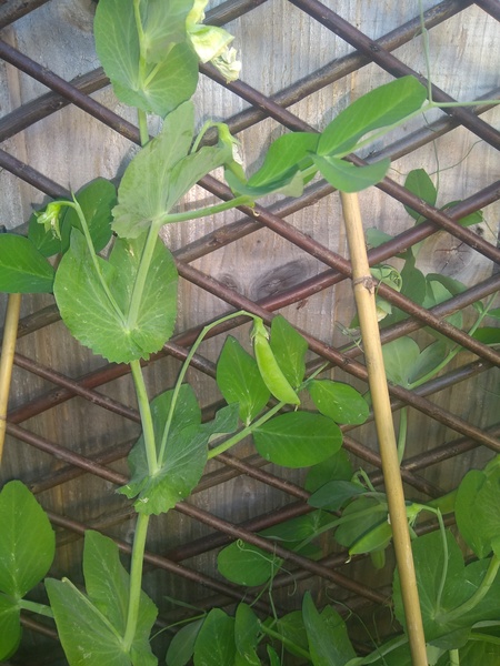 Gardening & Growing with the kids....