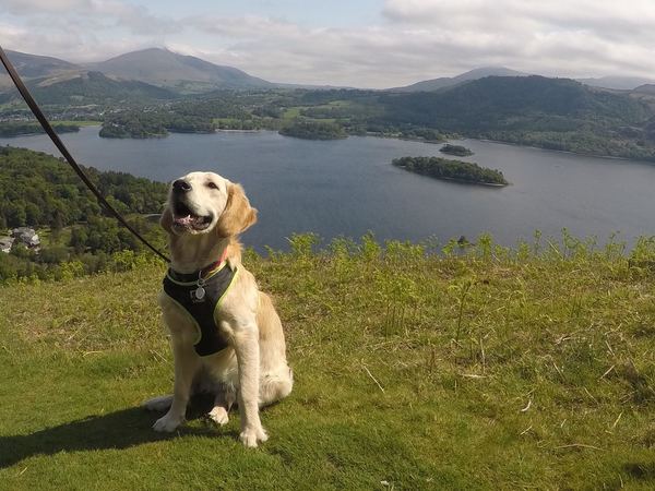 Calling all Golden Retriever owners....