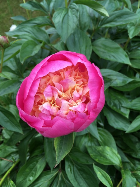 Show off your peonies!