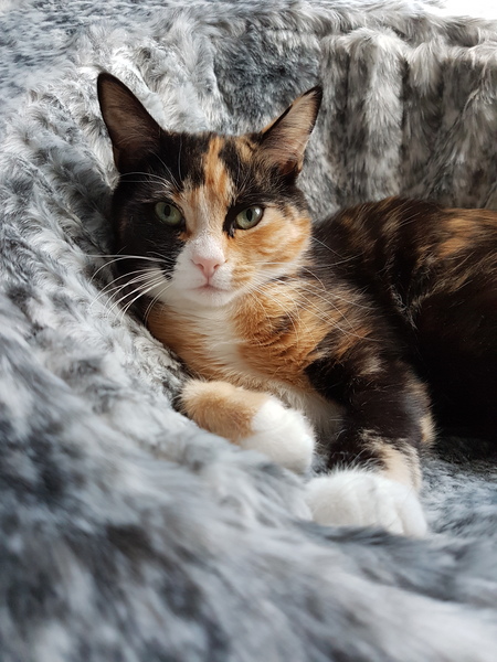 Show me your torties