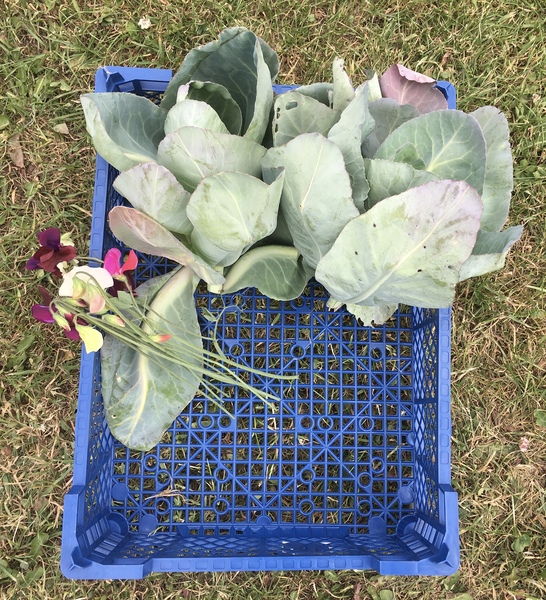 Allotment/Veg Patch Thread 12! Plotmenters hoping for better weather