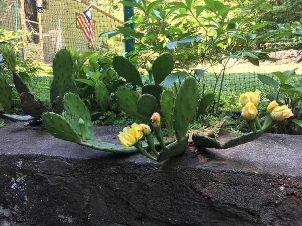 I live on a little island off of America. Ask me anything.