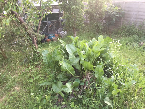 Horseradish