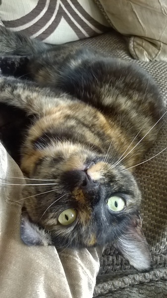 Show me your torties