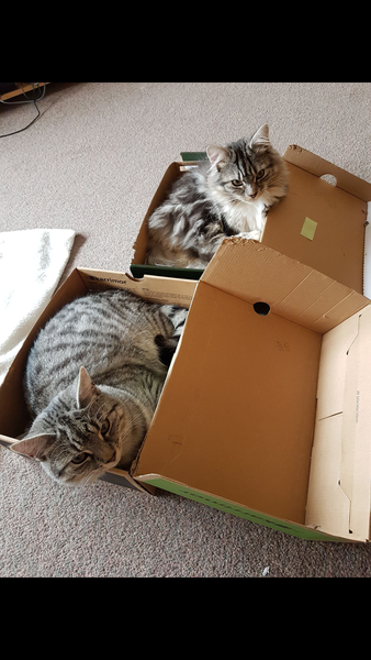 Do I have the only cats that ignore boxes.