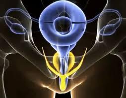 Some interesting facts about the vagina...