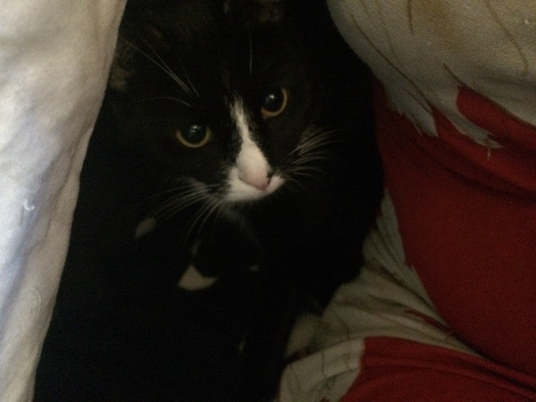 New Rescue Kitty (Pics) - Utterly in Love