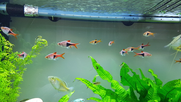 Stocking ideas for 150L tropical tank