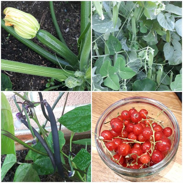 Allotment/Veg Patch Thread 12! Plotmenters hoping for better weather