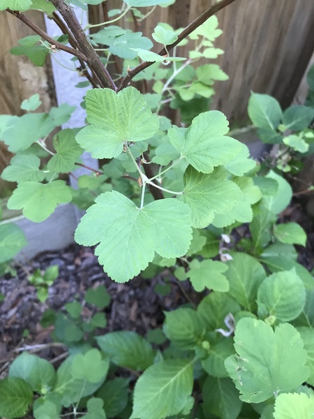 Is this a tree? Any ideas, want to know whether to keep or dig up please