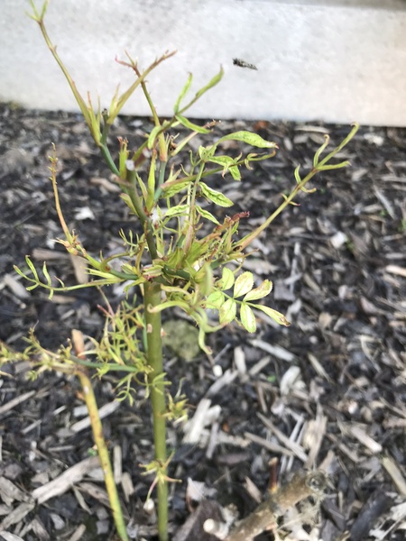 Roses gone weird, what have I done?