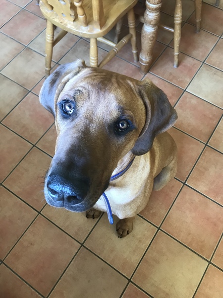 Rescue dog - for first time dog owners?