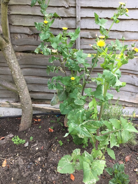 Presume these are weeds?