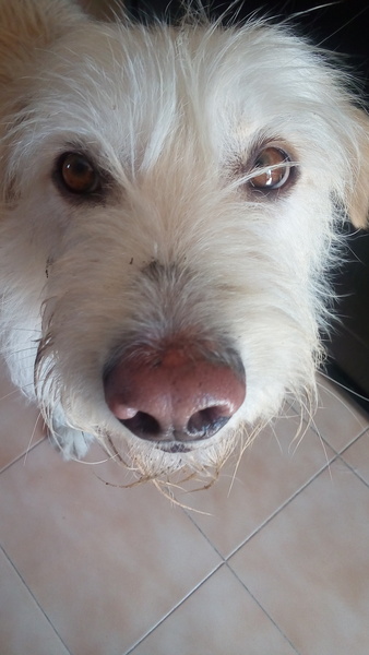 To ask why you picked your pet