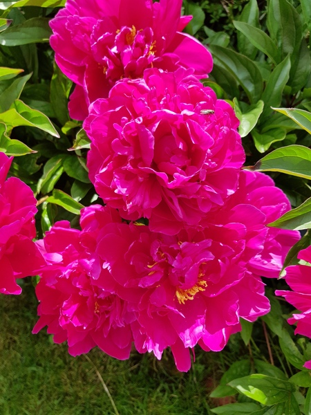 Show off your peonies!