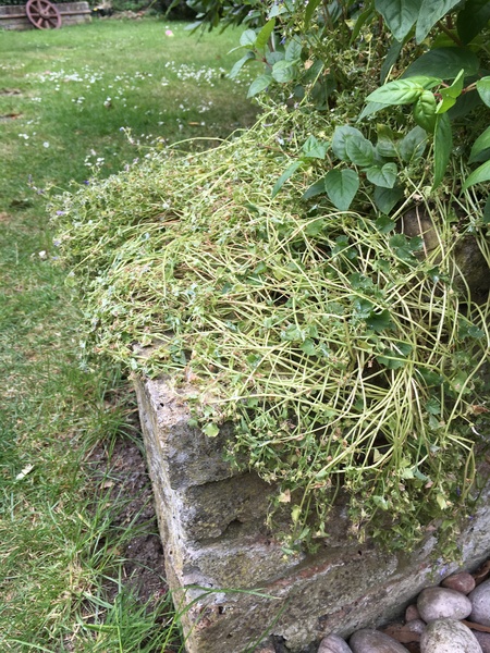 Campanula has been flattened! How to sort?
