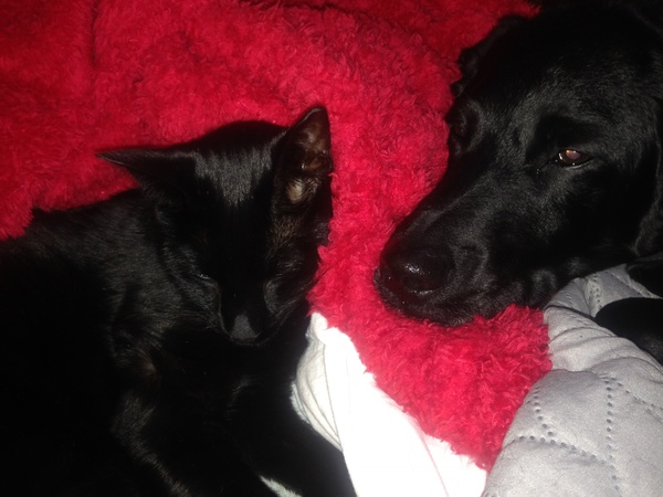 AIBU to think nobody has a dog as good as mine?!