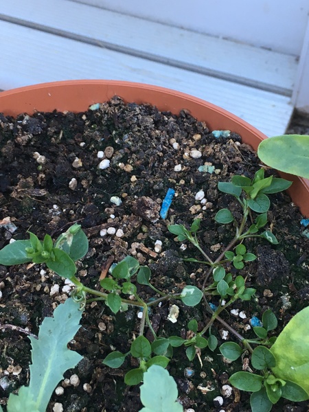 Plant ID