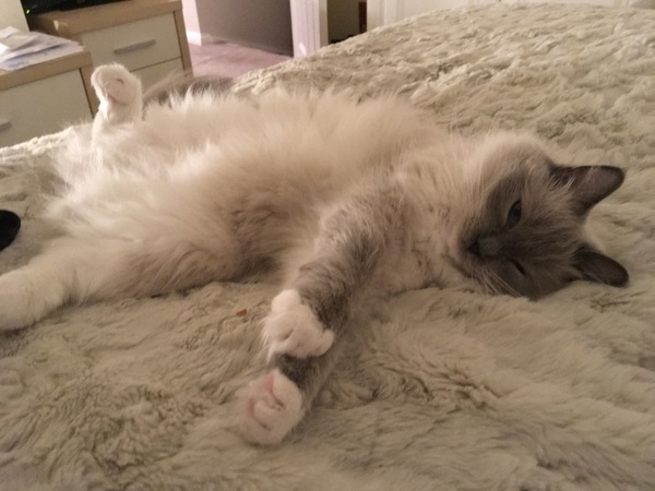 Rag doll fan thread!