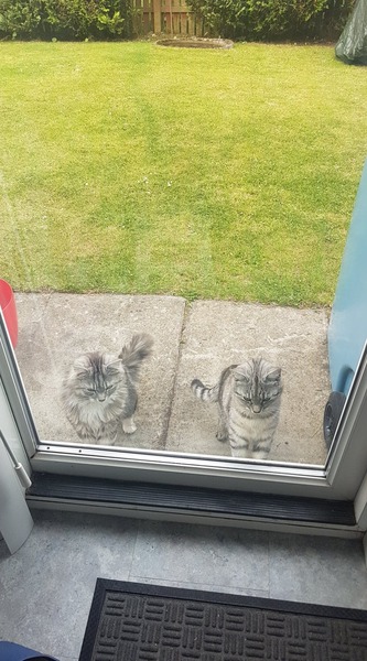 Cats won't use new catflap