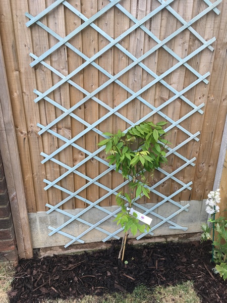 Just planted a wisteria, any tips? Pic included
