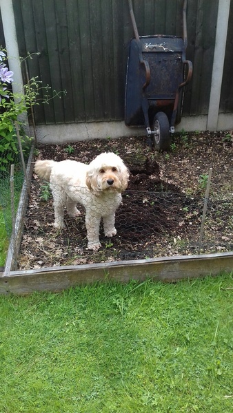 Anyone own a cockerpoo dog? Thoughts please. :)