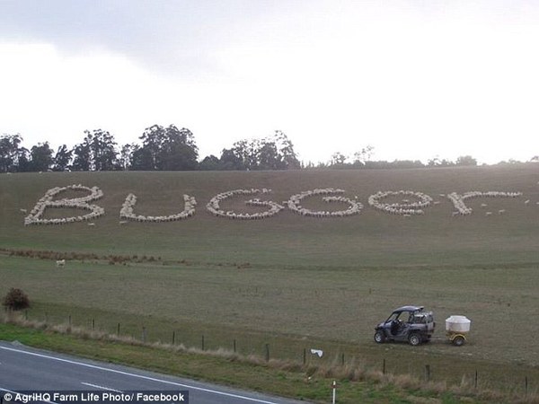 AIBU to think that if you hate animals you shouldn't move to the countryside?