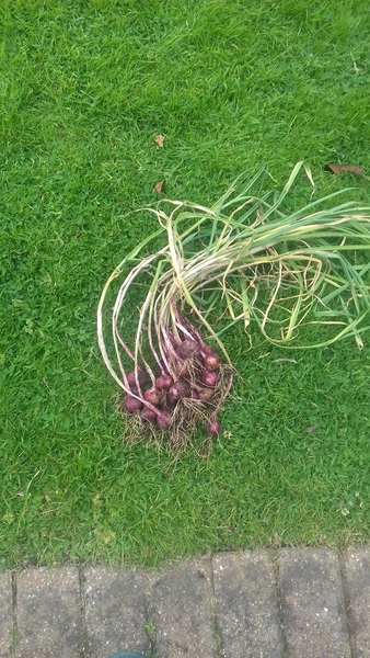 Allotment/Veg Patch Thread 12! Plotmenters hoping for better weather