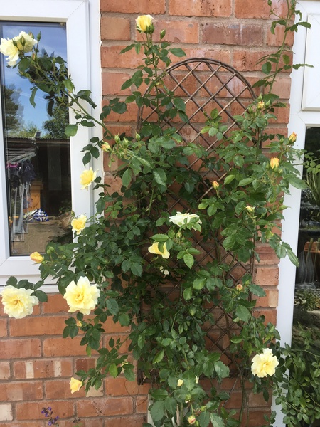 What's blooming in your garden at the moment?