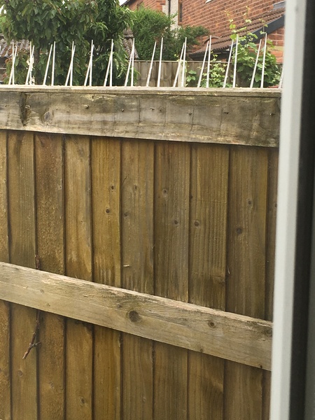 Neighbours have put cat spikes along fence - what are my rights?