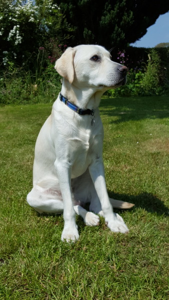 AIBU to think nobody has a dog as good as mine?!