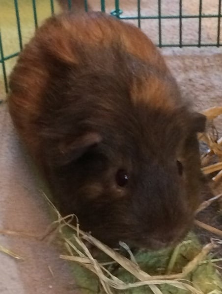 Guinea Pigs over winter
