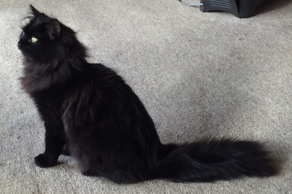 what is it with cats?