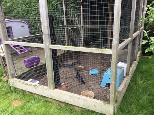To like the magpies in my garden.