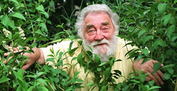 People keep having sex in my hedge...