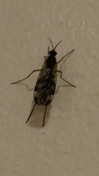 Anyone know what these are?