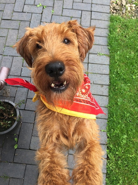 Any Welsh Terrier owners out there? Can you tell me about them please? (Schnauzer as a back up!)