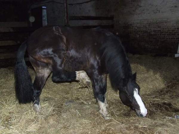 AIBU to think that if you hate animals you shouldn't move to the countryside?