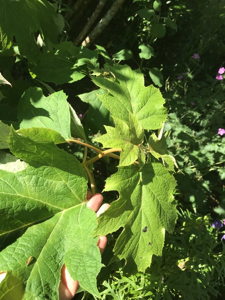 Sorry another plant ID one,,,