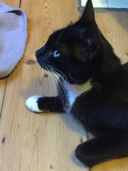 Underweight fussy mum cat with sensitive stomach, weaning kittens, how to organise
