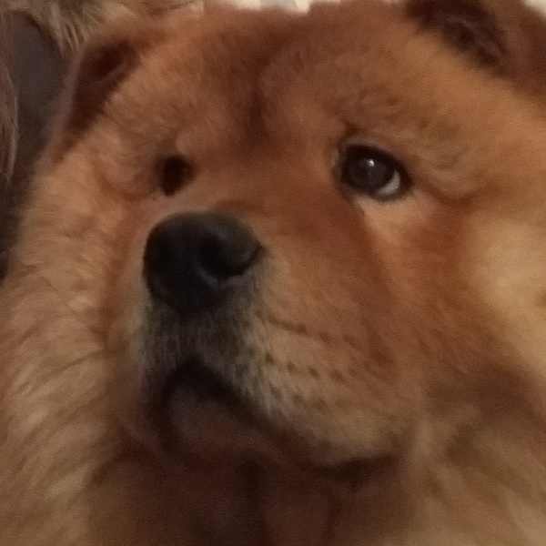 AIBU to think nobody has a dog as good as mine?!