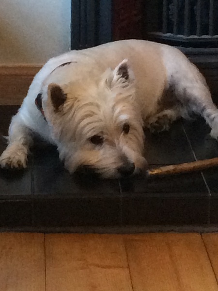 People keep having sex in my hedge...