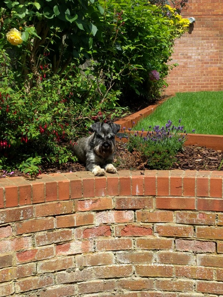 Small, child friendly, low shedding breed?