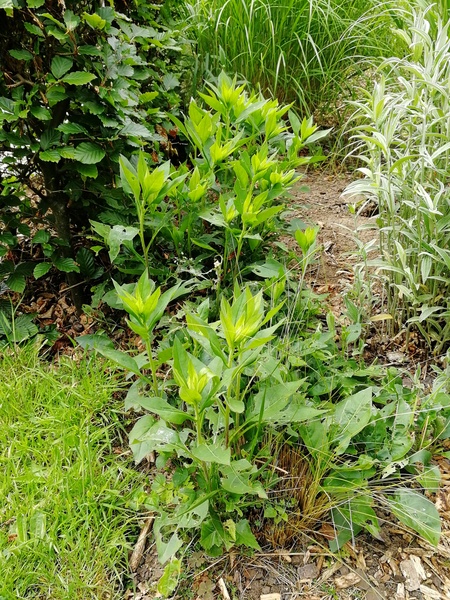Is this anise hyssop or something else?